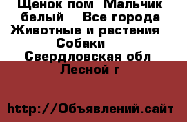 Щенок пом. Мальчик белый  - Все города Животные и растения » Собаки   . Свердловская обл.,Лесной г.